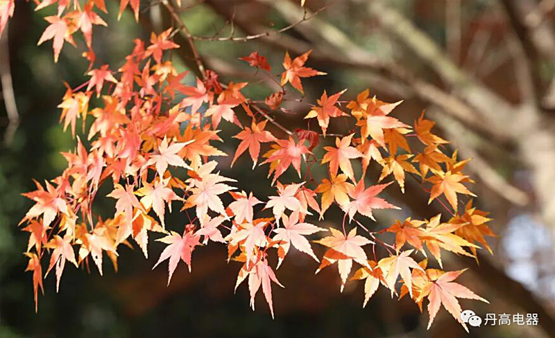 走进深秋的丹高电器